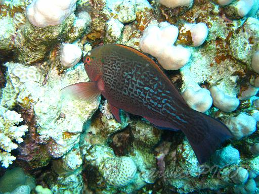 Perroquet rouille - Sparus ferrugineus (1).JPG